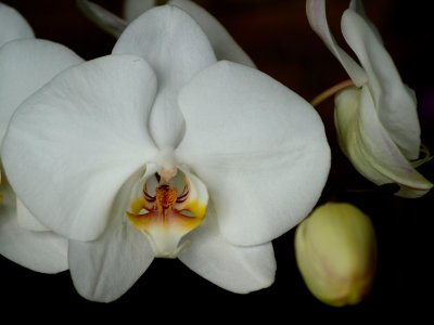 Orchid 1.