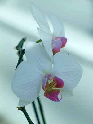 Orchid 2.