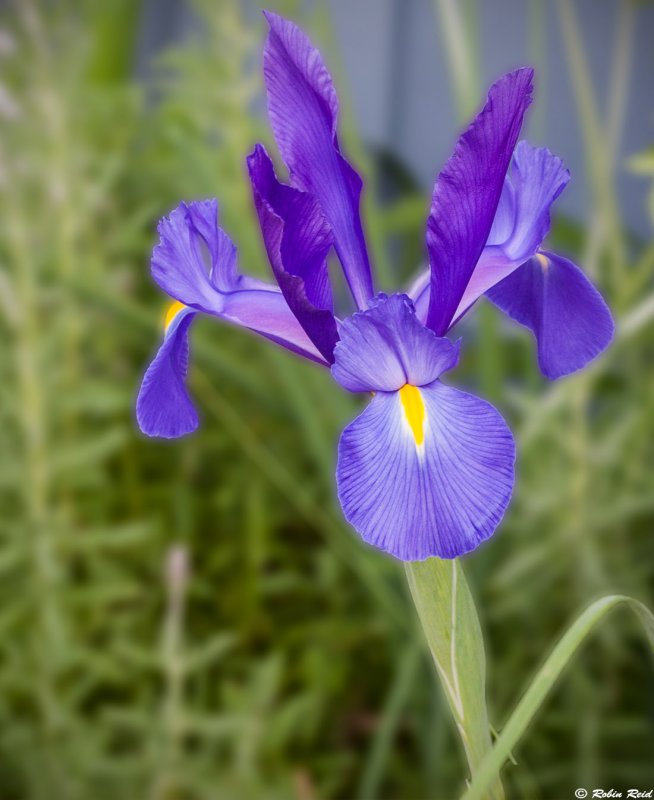 Iris in bloom