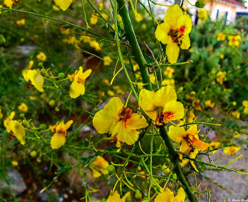 Verano Flowers