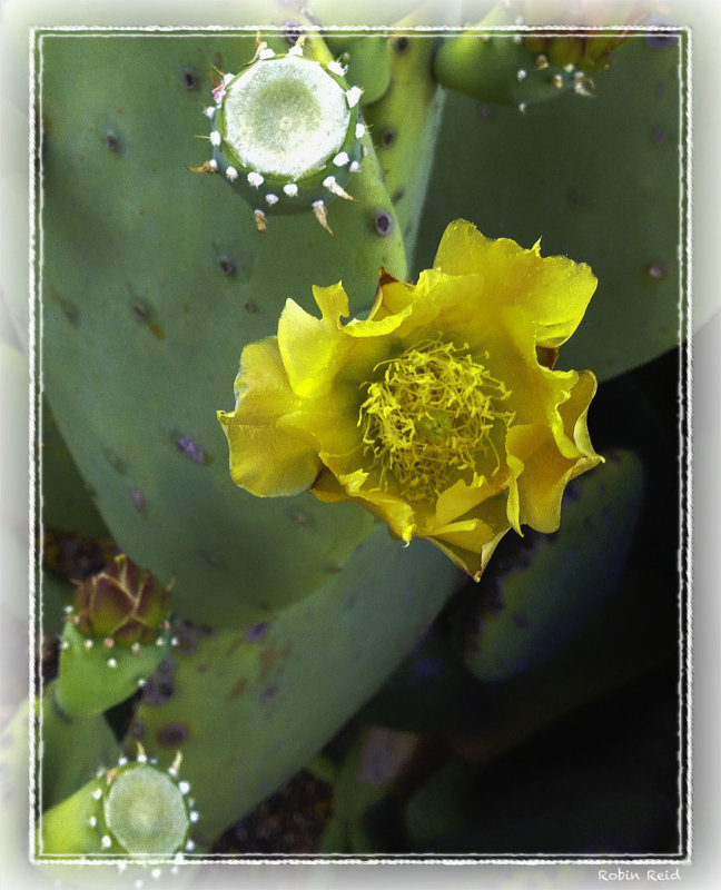 Desert Flowers