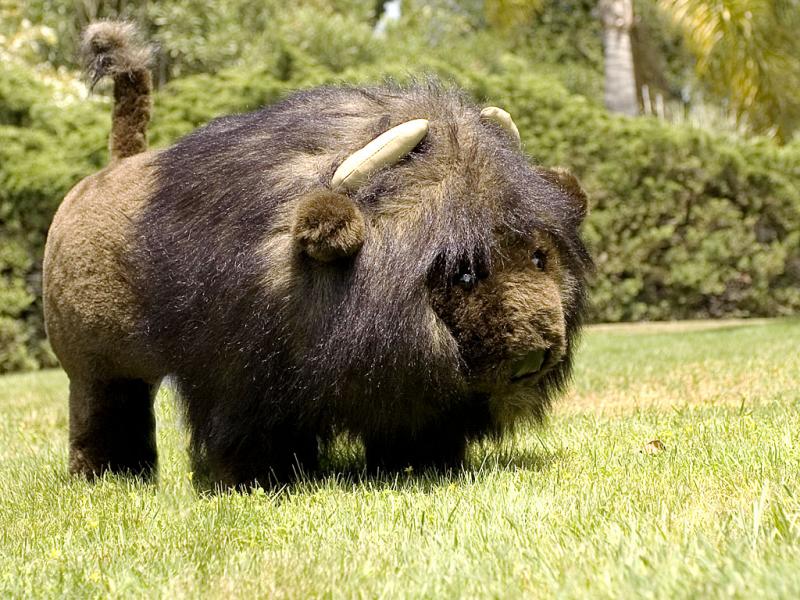 The Bison