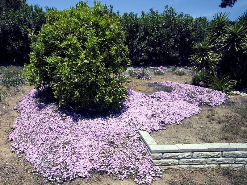 Backyard Iceplant