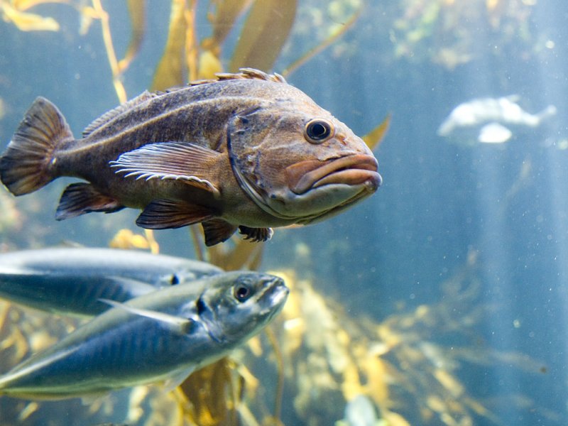 The Fish