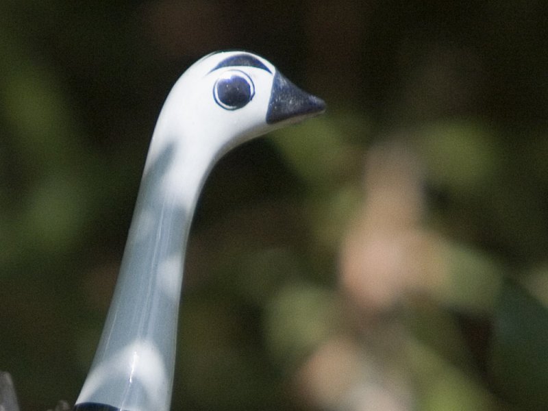 Bird in the Bush-detail.jpg