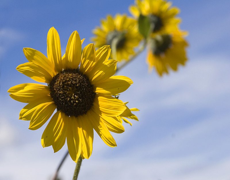 The Sunflowers