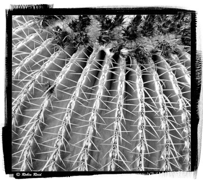 Barrel Cactus