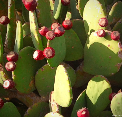 Pear Cactus on Verano