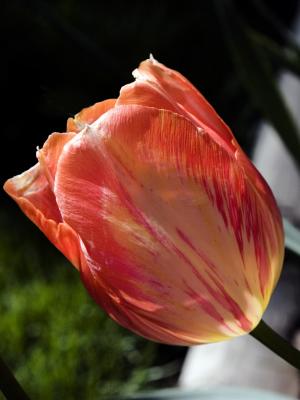 The Tulip