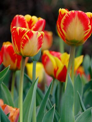 Tulips 3