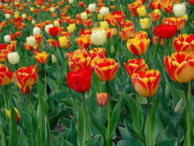 More Tulips