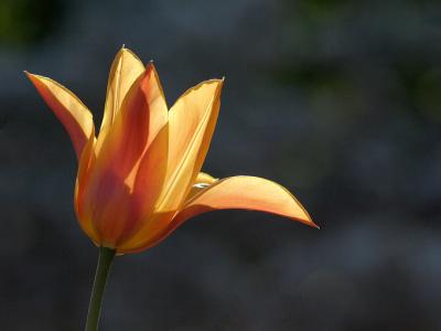 Backlight Tulip