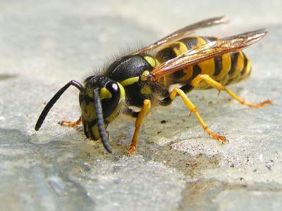 Thirsty Wasp