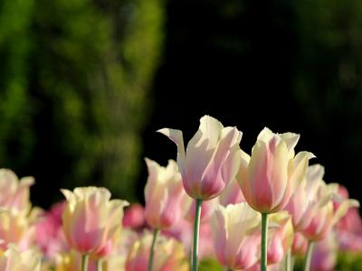 Tulips on the Sun