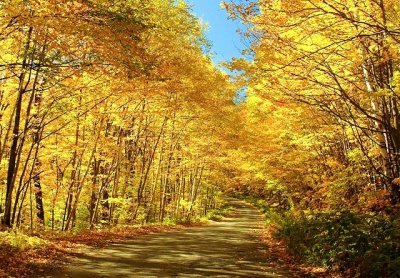 Tunnel of trees