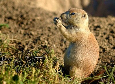 Prairie Dog having dinner