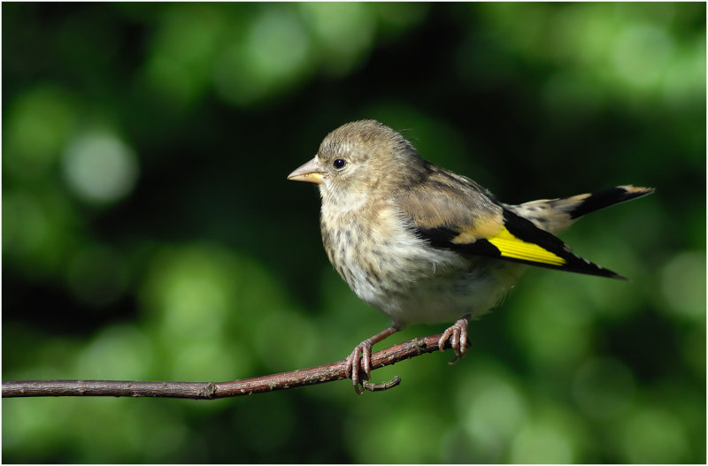 Young Goldfinch waiting to be fed