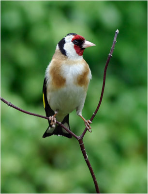 Goldfinch portrait