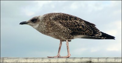 Hungover Herring Gull