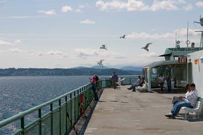 Seagulls find a friend to feed them
