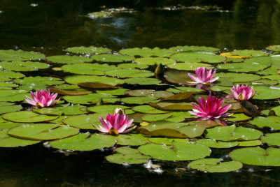 110627-07-Laval-Centre de la Nature.jpg