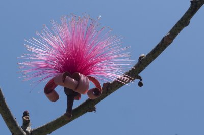 Jamaique exotique