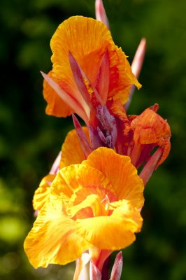 120806-08-Jardin des Curiosites.jpg