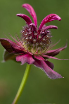 120806-28-Jardin des Curiosites.jpg