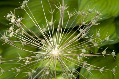 120806-30-Jardin des Curiosites.jpg