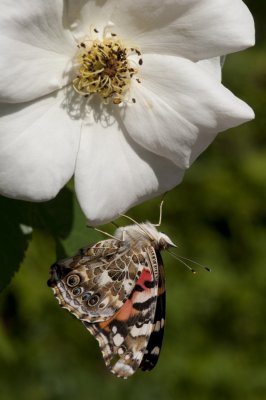 120806-35-Jardin des Curiosites.jpg