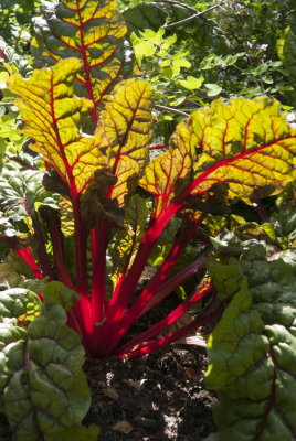 120806-36-Jardin des Curiosites.jpg
