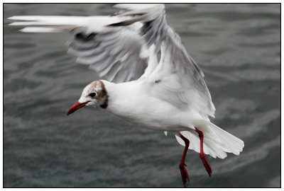 08 Gulls.jpg