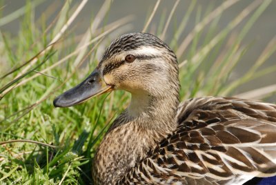 Mallard