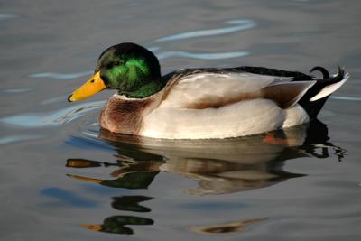 Mallard Swimming!