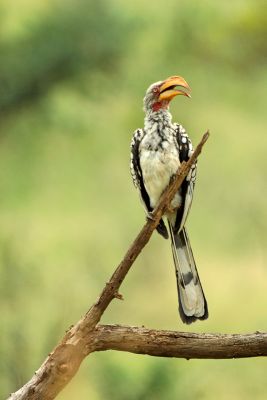 Yellow-billed Hornbill