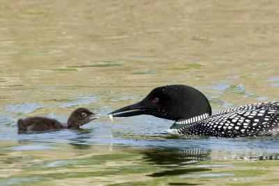 Loon Gallery