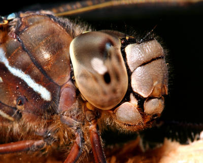 Eye of a Dragonfly