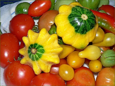 Garden Flying Saucer Squash