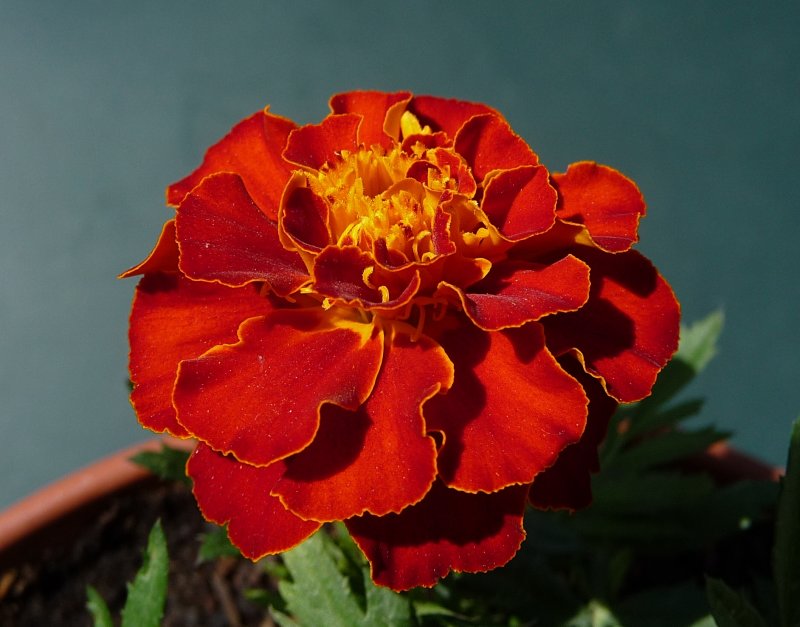 Oeillet dInde - French Marigold