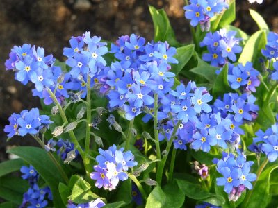 Jardin des Plantes April morning, little flowers feeling blue