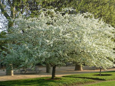 Morning light on appletree