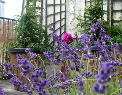 Jasmine, Honeysuckle, Lavander