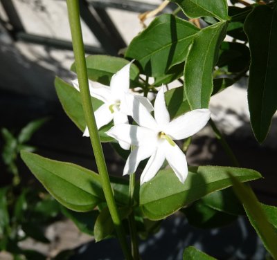 Jasmin medicinal - medicinal jasmine