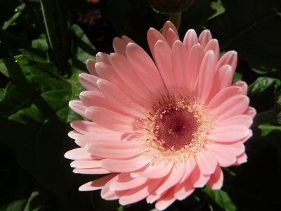 Gerbera very light pink