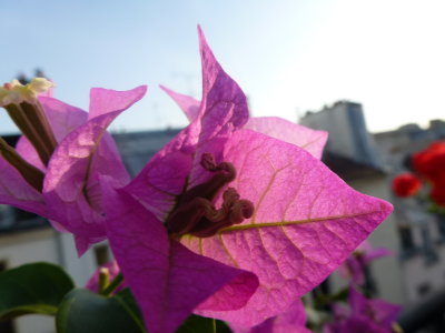 Bougainvillier at sunset