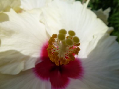 Hibiscus in August