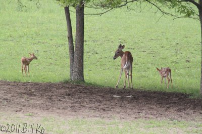 white-tailed deer 012.jpg