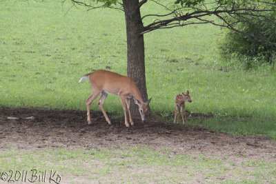 white-tailed deer 011.jpg