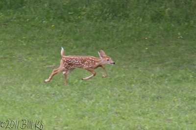 white-tailed deer 009.jpg