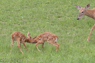 white-tailed deer 007.jpg